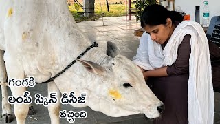 గంగ కి లంపీ స్కిన్ డిసీజ్ వచ్చిందిFarm LivingB like Bindu [upl. by Sura]