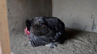 Chicken Breeding Farm  Rooster Mating Call crossing matingseason [upl. by Bixler]