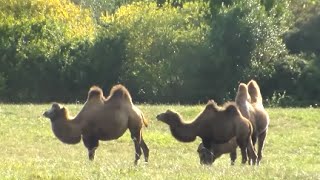 Animales del Parque Natural de Cabárceno Cantabria [upl. by Lorrie274]