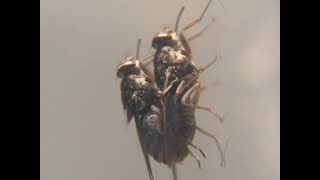 Tsetse flies mating behavior Glossina morsitans centralis [upl. by Rosalyn]