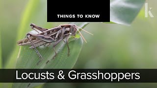 Locusts and Grasshoppers  Things to Know [upl. by Sugna507]