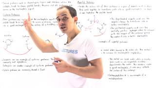 Cysteine Apsratyl and Metalloproteases [upl. by Analahs]