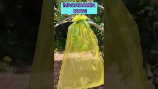 Beauty of Macadamia Nuts Covered in bags to protect the crop from squirrels macadamia [upl. by Nitnert946]