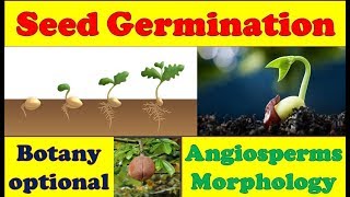 Seed Germination – Hypogeal and Epigeal Seed Germination Viviparous Seed Germination in Mangroves [upl. by Esihcoc505]