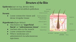 Integumentary System Lecture CHAPTER 5 [upl. by Leilani]