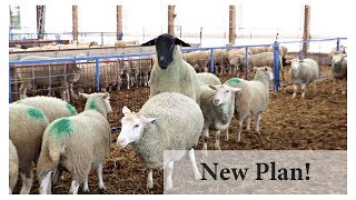 Breeding Ewes In Season BACK TO BASICS Vlog 101 [upl. by Neelrahc]