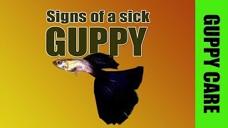 Signs of a sick guppy [upl. by Noived]