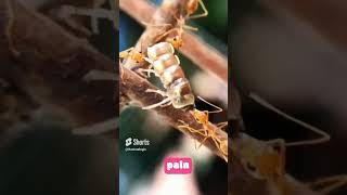 TOP 5 MOST DANGEROUS ANTS in the WORLDS  Deadly Insect Alertshorts [upl. by Lucina]