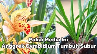 cara merawat anggrek cymbidium [upl. by Lula]