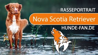 ► Nova Scotia Duck Tolling Retriever 2019 Rasse Aussehen amp Charakter [upl. by Gnilrad791]