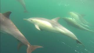 Dolphins wunderwater sound Aug 2017 [upl. by Acirne478]