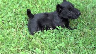 Scottish Terrier Puppies at Four Weeks  and Pepper [upl. by Assyl]