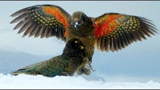 Kea Parrots Play With Snowballs amp Discover One To Be Particularly Intriguing [upl. by Asilim]