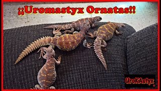 Uromastyx Ornatas jovenes [upl. by Ahola436]