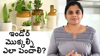 ఇండోర్ మొక్కల్ని ఎలా పెంచాలి How to grow Indoor PlantsampBest Indoor plantsB like Bindu [upl. by Ahsiyk]