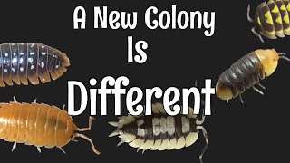 Isopod Care Guide Part 3 What to Expect from a New Isopod Colony [upl. by Lamak]