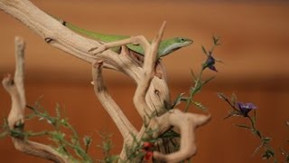 6 Care Tips for Green amp Brown Anoles  Pet Reptiles [upl. by Wallace]