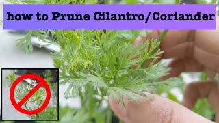 How to prune Cilantro or Coriander for better harvest [upl. by Tome]