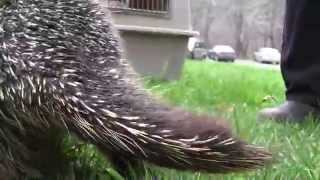 About the North American Porcupine [upl. by Vladamar]