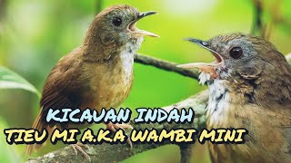 Mengenal Tiểu Mi Alias Wambi Mini Beserta Harganya [upl. by Mellette]