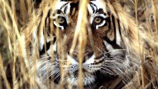 A la caza de un tigre devorador de hombres [upl. by Orvah]