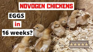 Are the Novogen chicks the best egg laying breed for the homestead [upl. by Sandstrom]