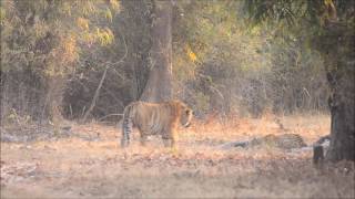 Tiger VS tiger fight  quotTigers Territorial Fight Tadobaquot [upl. by Ydissahc]