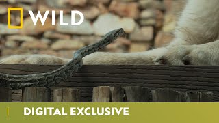 Cobra Vs Dog  Snakes in the City  National Geographic Wild UK [upl. by Ayo]