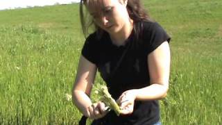 Wild Thistle  Edible and Medicinal Uses [upl. by Nerol]