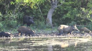 Feral Hogs in North Texas  A Growing Urban Issue [upl. by Emmalyn]