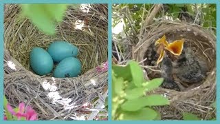 Baby Birds Hatching To Leaving The Nest In 5 Minutes [upl. by Egin]