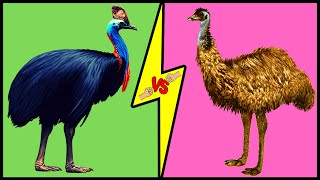 CASSOWARY vs EMU Comparison Who Would Win a Fight [upl. by Ettelrahc]