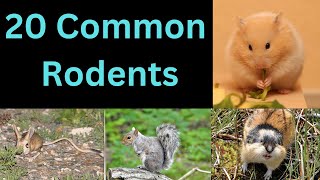 20 Common Rodents  Members Of Rat Family [upl. by Harrod]