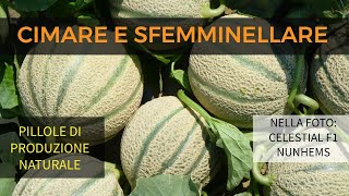 Come e Perché Cimare e Sfemminellare il Melone [upl. by Aubrey]