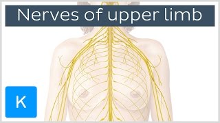 Main Nerves of the Upper Extremity preview  Human Anatomy  Kenhub [upl. by Ciccia]