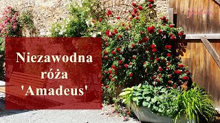 Najdłużej kwitnąca czerwona róża pnąca  AMADEUS [upl. by Alissa115]