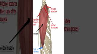 Anatomy Deltoid Muscle shorts [upl. by Pesvoh]