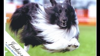 Himark Sheltie Home [upl. by Nerland]