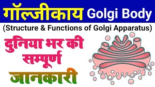 golgi apparatus  golgi body structure and function  golgi complex  galjikay kya hai  dictyosomes [upl. by Atinas]