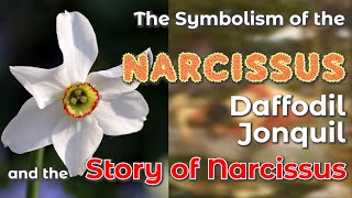 The Symbolism of the Narcissus Daffodil and Jonquil and the Story of Narcissus [upl. by Odrarej]