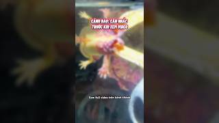 Lý do Axolotl ra đi😢 cácảnh pets aquarium axolotl [upl. by Assiruam]