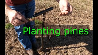 Ep 48 Planting pine trees [upl. by Aniteb]