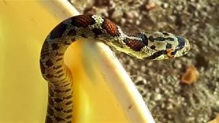 Pjegava crvenkrpicaZamenis situla European ratsnake or Leopard snake [upl. by Notseh998]