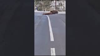 Orso che trascina una carcassa sulle strade di Pinzolo È una fake news [upl. by Eisnyl]