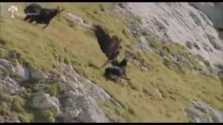 Eagle vs Mountain Goat [upl. by Caffrey]