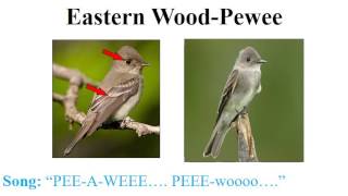 CEAP birds  flycatchers vireos and thrushes [upl. by Ardekahs]