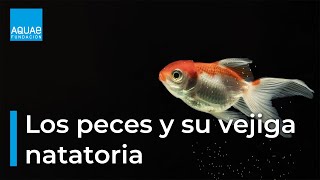 ¿SABÍAS QUE los PECES poseen una Vejiga Natatoria [upl. by Brewster671]