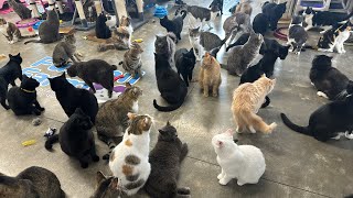 Furball Farm Cat Sanctuary is live [upl. by Esinad]