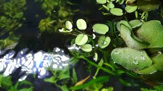 Salvinia minima floating plant in aquarium [upl. by Earised]