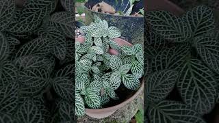 Nerve Plant Fittonia Superba Fittonia albivenis [upl. by Aidil]